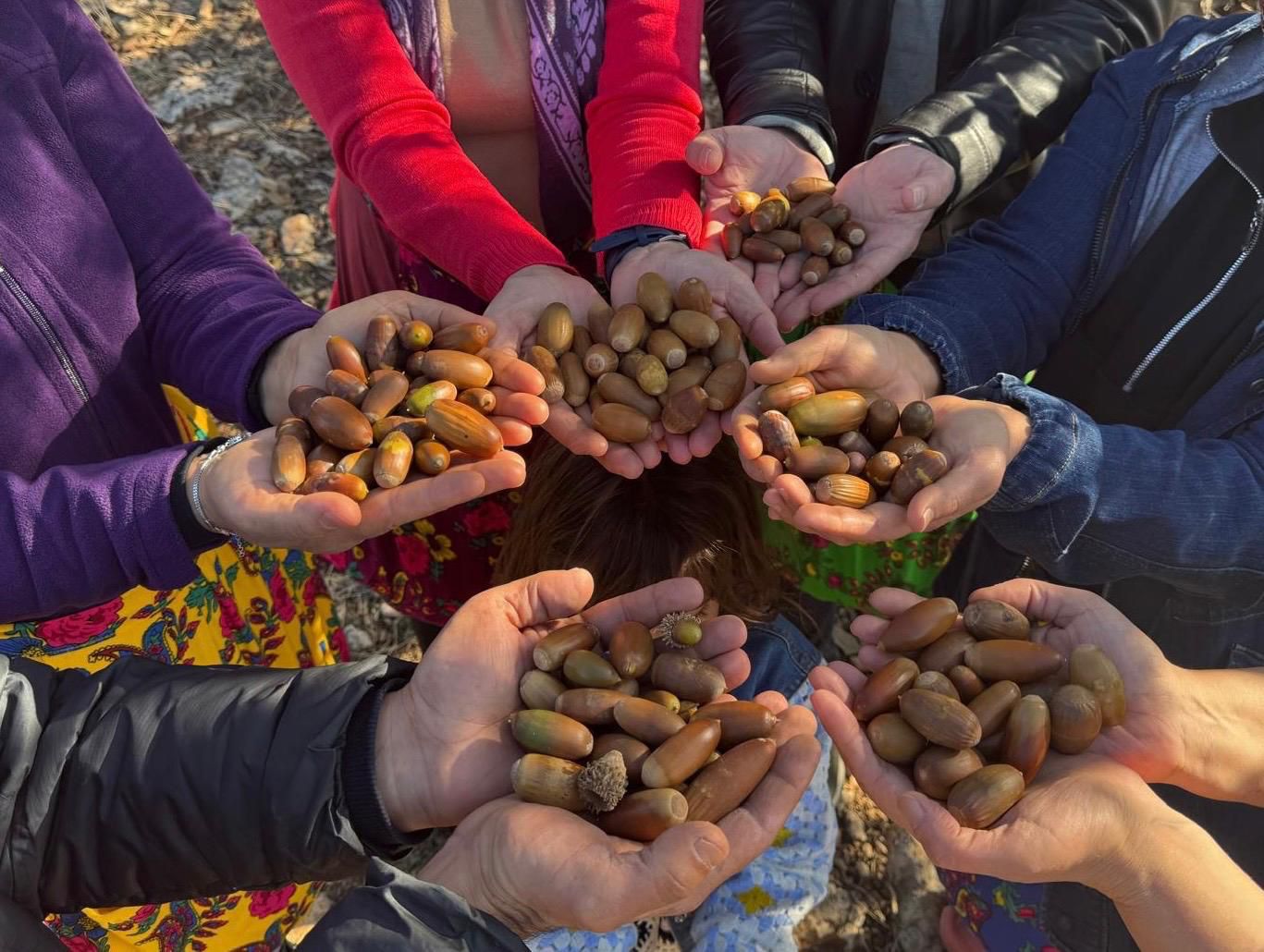 Kayapınar Belediyesi’nden doğaya 4 bin meşe palamudu