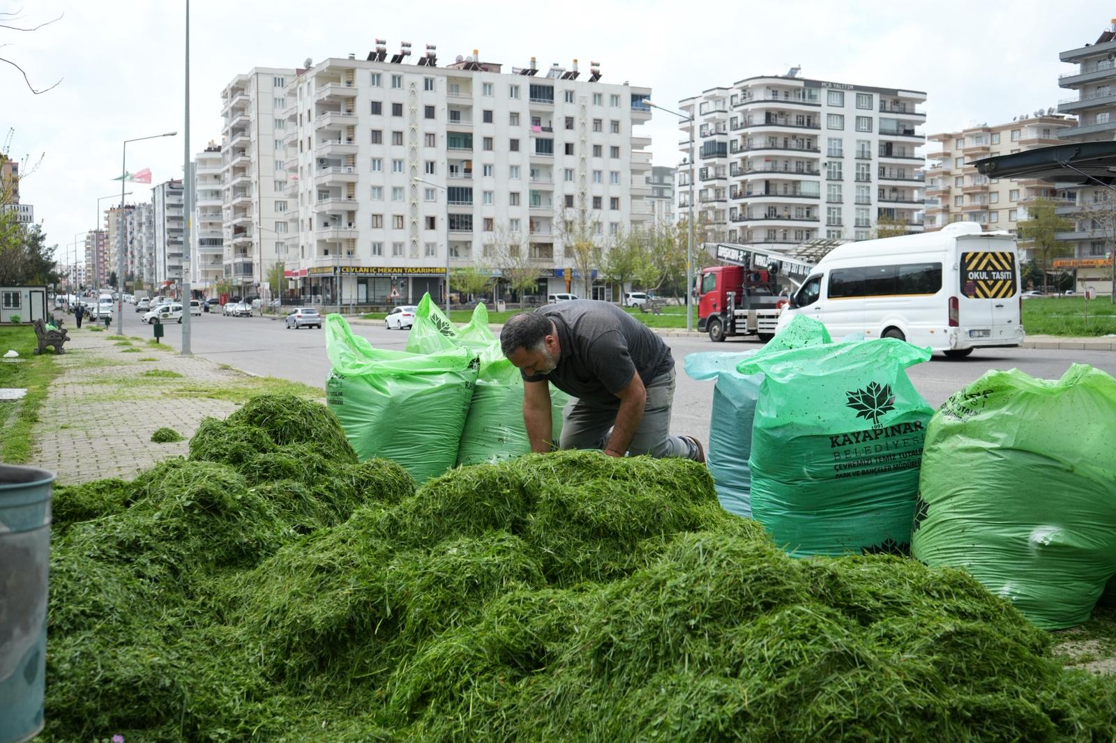 Hayvan besicilerini mutlu eden çim biçme çalışması 